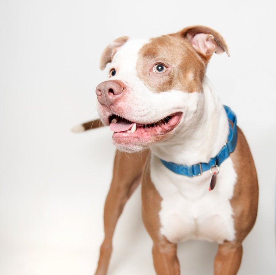 Photo of Banko, a tan and white dog with a blue collar