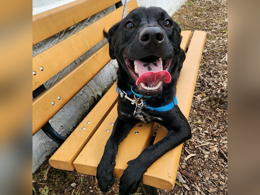 Photo of Onyx, a black labrador mix puppy smiling on a bench