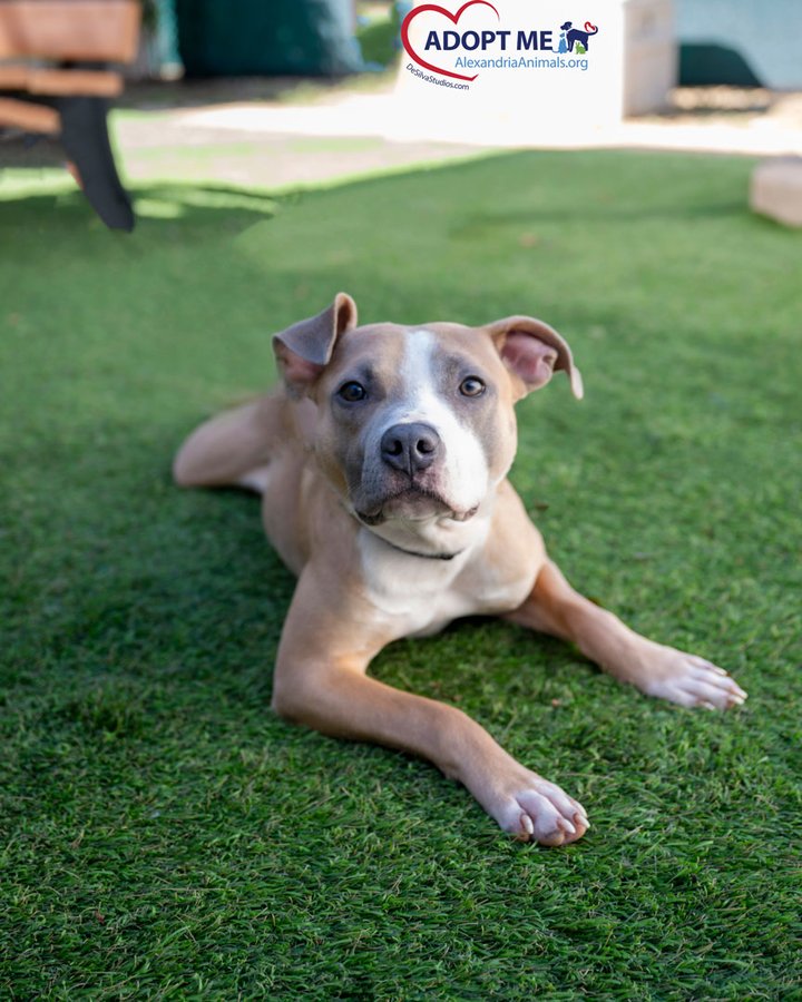 Photo of Trey, a fawn-colored dog with white markings lying on grass